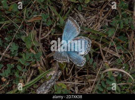 Blu gesso-collina, Coridon Polyommatus, su praterie calde di gesso, Dorset. Foto Stock