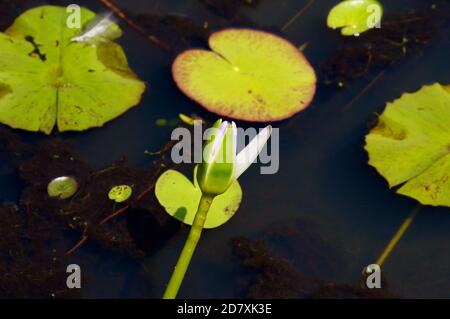 Pink Water Lilly gemma a Mapleton Lily Ponds Queensland Foto Stock