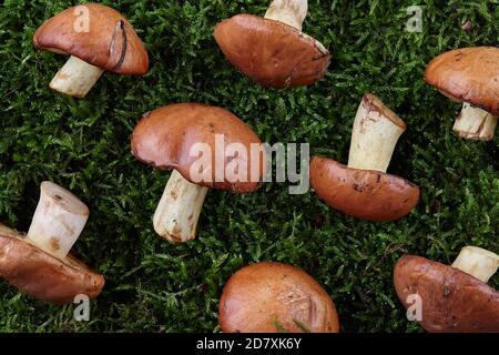 Martinetti scivolosi o Suillus luteus su fondo muschio verde. Funghi selvatici nella foresta. Foto Stock