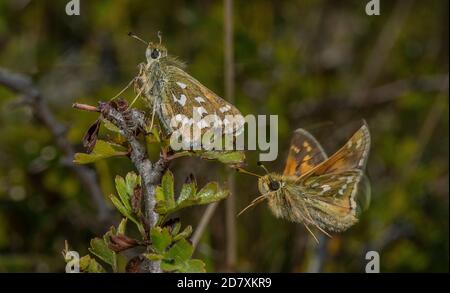 Coppia corteggiante di skipper argentati, Hesperia comma, con maschio in volo, su Hawthorn, in terra di gesso nel mese di agosto. Hampshire. Foto Stock