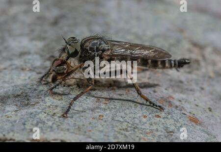 Femmina di Robberfly con coda di aquiloni, Tollmerus attrricapillus, con preda di volata; su tronchi di faggio, bordo di gesso downland, Hampshire. Foto Stock