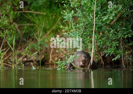 Biber, Castor sp. Beim fressen im Wasser .an der Alten Donau fotografiert. Foto Stock