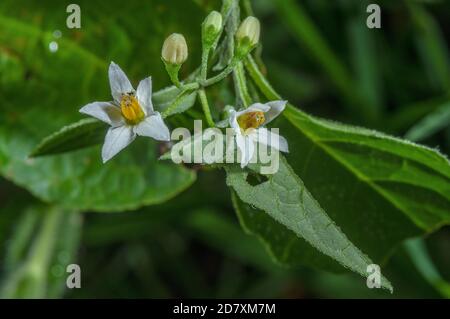 Fiori di Nightshade Nero, Solanum nigrum, in prateria, fine estate. Foto Stock