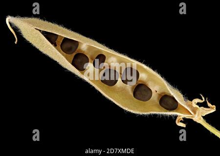 Lathyrus odoratus, Pea dolce, Duftende Platterbse, primo piano, frutta con semi, semi pod Foto Stock