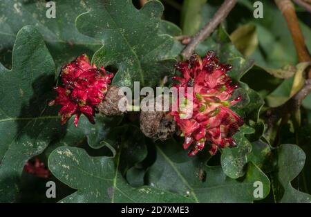 Rossore palle di Knopper, Andricus quercuscalicis, causato da una vespa di gallina, su quercia comune. Foto Stock