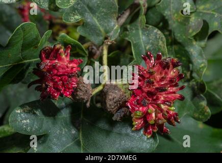 Rossore palle di Knopper, Andricus quercuscalicis, causato da una vespa di gallina, su quercia comune. Foto Stock