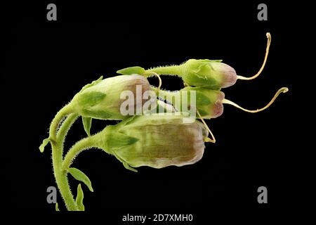 Linaria vulgaris, comune toadflax, Echtes Leinkraut, primo piano, frutta Foto Stock