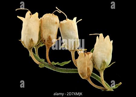 Linaria vulgaris, comune toadflax, Echtes Leinkraut, primo piano, frutta Foto Stock