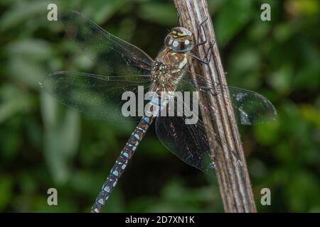 Maschio Migrant Hawker, Aeshna mixta, arroccato su gambo di alghe, Somerset. Foto Stock