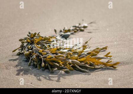 Un alghe, chiamato tang nero, fuco vescicale, vescica rack, erbacce tagliate, dyers fuco, fucus rosso, rock rack, alghe, o querce di mare, lavato sulla spiaggia. Foto Stock