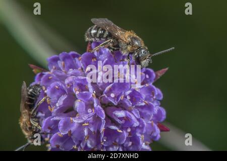 Piccole scabie minerarie, Andrena marginata su Devil's bit scabious in prato umido, Somerset. Foto Stock