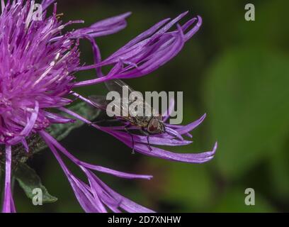 Volo a grappolo, Pollenia rudis, arroccato su fiore di Knapweed, fine estate. Foto Stock