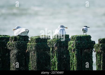 Due Seagulls e Sandwich Tern seduti sui pali coperti di alghe di un frangiflutti. Costa del Mare del Nord, Westkapelle, Paesi Bassi. Foto Stock