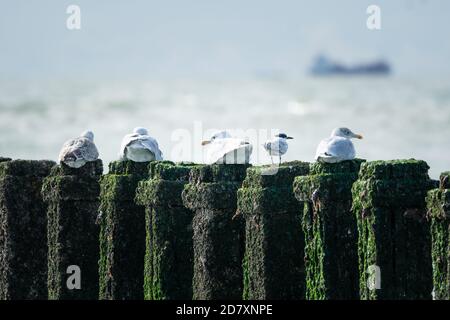 Gabbiani e Sandwich Tern seduti sui pali coperti di alghe di un frangiflutti, con la sagoma vaga di una nave da carico sullo sfondo. coa Mare del Nord Foto Stock