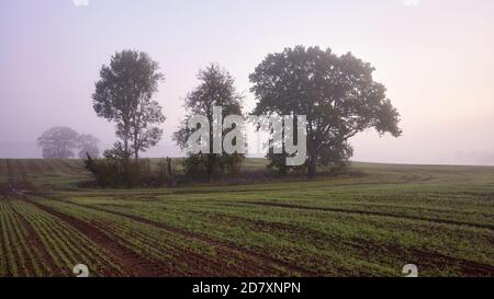 Paesaggio rurale foggy con alberi su un campo all'alba. Foto Stock