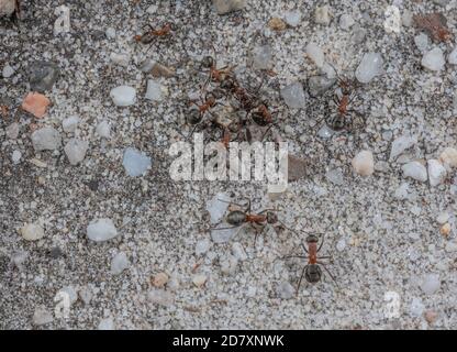 Southern Wood Ants, Formica rufa, sulla loro 'autostrada' per il loro nido hathland-edge.