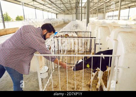 L'agricoltore vuole accarezzare un vitello in piedi in una gabbia in un grandissimo fienile in una fattoria di bestiame in campagna. Foto Stock