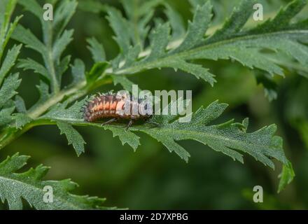 Larva di Harlequin ladybird, Harmonia axyridis, sulla vegetazione lungo il fiume in tarda estate; Dorset. Foto Stock