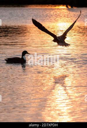 Uno Shag vola su un'anatra domestica, è l'ombra catturata nella superficie scintillante di un lago illuminato dall'alba a Bushy Park, Londra ovest Foto Stock
