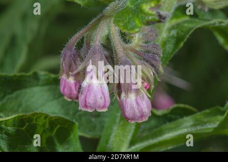Comune Comfrey, Symphytum officinale, in fiore lungo il fiume, Dorset. Foto Stock