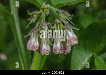 Comune Comfrey, Symphytum officinale, in fiore lungo il fiume, Dorset. Foto Stock