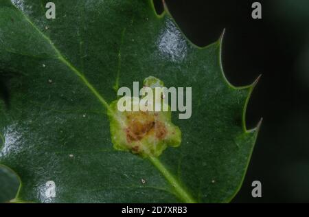 Gall su foglia di agrifoglio causato da Holly foglia minatore, Phytomyza ilicis - una foglia-miniera mosca. Foto Stock