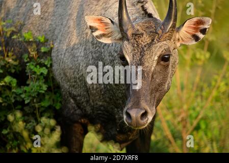 Il toro blu adulto o il nilgai è un antilope asiatico nella foresta. Nilgai è un animale endemico del subcontinente indiano. Foto Stock