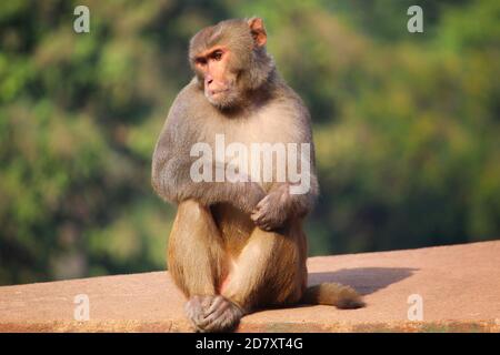 agressiva scimmia alpha maschio macaque che custodisce il territorio nella giungla asiatica Foto Stock