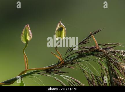 Gambi gementi e frutti di zizzera di zizzera, Calistegia sepium, arrampicandosi su Reed comune in paludi. Foto Stock