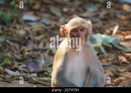 agressiva scimmia alpha maschio macaque che custodisce il territorio nella giungla asiatica Foto Stock