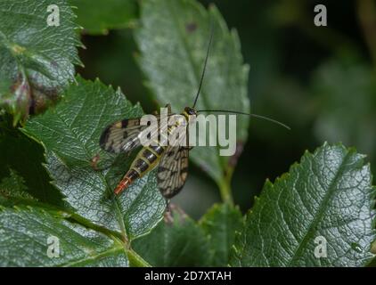 Femmina Scorpionfly comune, Panorpa communis su foglia di rosa, in tarda estate. Foto Stock