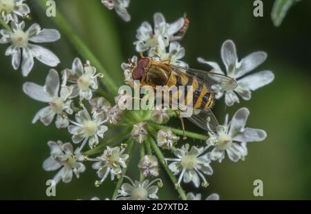 Hoverfly comune a fasce, Syrphus ribesii, che si nutrono di fiori di Hogweed. Foto Stock