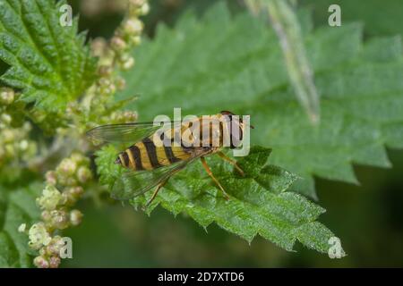 L'hoverfly comune a fasce, Syrphus ribesii, poggiante su foglia di ortica. Foto Stock