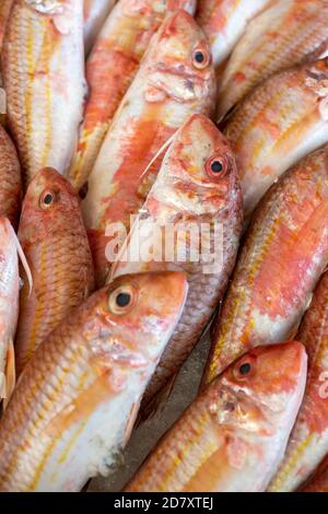 Triglie a strisce rosse sul ghiaccio al pesce market.Mediterranean ed è anche il miglior ingrediente della dieta. Foto Stock