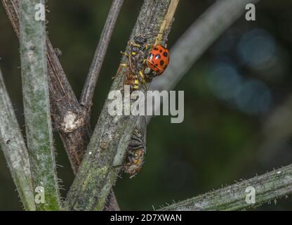 Femmina campo digger-wasp, Mellinus arvensis, guarding morti Harlequin ladybird, Harmonia axyridis, (probabilmente parassitizzato) con Cluster Fly, Pollenia rud Foto Stock