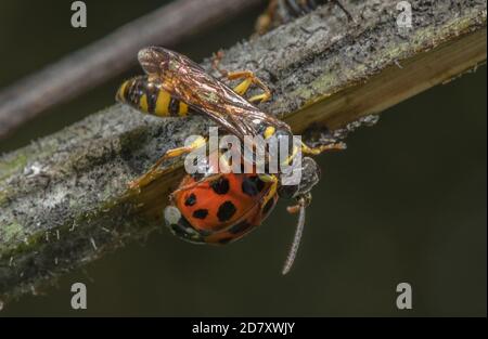 Femmina campo digger-wasp, Mellinus arvensis, apparentemente guarendo morti parassiti Harlequin ladybird, Harmonia axyridis. Livelli Somerset. Foto Stock