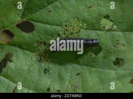 Larva di Alder Leaf Beetle, Agelastica alni, sulle foglie di Alder, Alnus glutinosa. Foto Stock