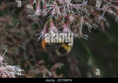 Bumble-bee dalla coda rossa, Bombus lapidarius, nutrendo i fiori di canapa-agrimony, Euphatorium cannabinum, a fine estate. Foto Stock