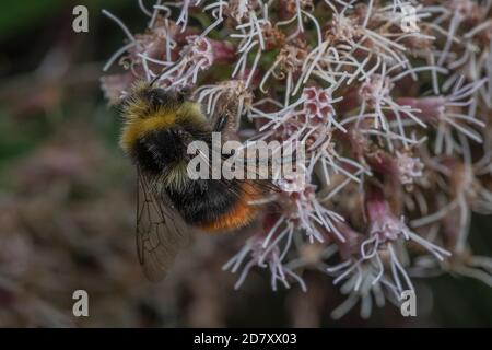 Bumble-bee dalla coda rossa, Bombus lapidarius, nutrendo i fiori di canapa-agrimony, Euphatorium cannabinum, a fine estate. Foto Stock