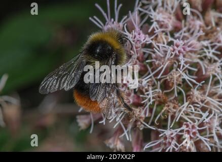 Bumble-bee dalla coda rossa, Bombus lapidarius, nutrendo i fiori di canapa-agrimony, Euphatorium cannabinum, a fine estate. Foto Stock