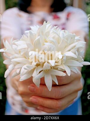 Closeup mani femminili che tengono un bouquet di Millingtonia bianco puro fiori che si tramandano a qualcuno Foto Stock