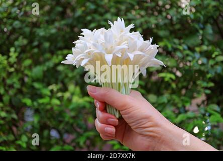 Closeup un bouquet di fiori bianchi Millingtonia in mano contro fogliame verde sfocato Foto Stock