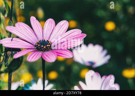 Macro di un fiore rosa di osteospermum ecklonis in natura Foto Stock