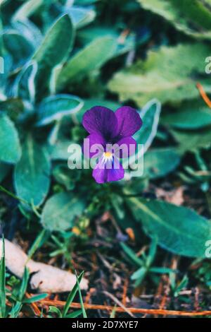 Primo piano di un fiore viola di viola odorata di viola centrata l'immagine Foto Stock