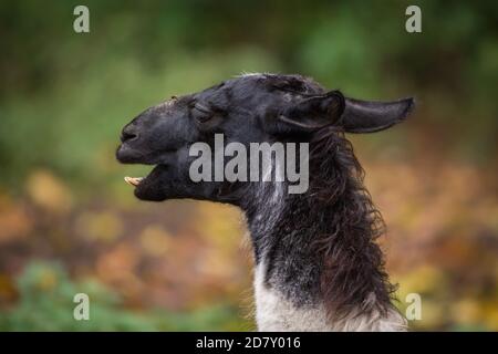 Lama nera Foto Stock