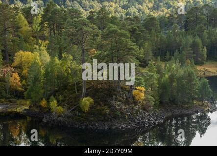 Glen Affric, riserva naturale nazionale e riserva forestale caledoniana, in autunno sulle rive del Loch Beinn A' Mheadhoin; Highland, Scozia. Pino scozzese, Foto Stock