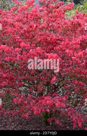 Euonymus alatus compactus Burning Bush Compact Winged spindle rosso Bush albero con foglie rosse in autunno Foto Stock