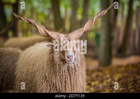 "Pecora vallacea" (Zackelshaf, Racka), una razza storica e minacciata di ovini provenienti dall'Ungheria Foto Stock