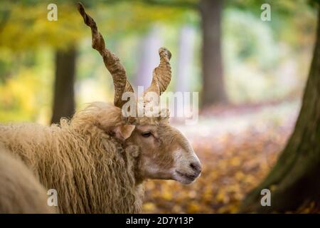 "Pecora vallacea" (Zackelshaf, Racka), una razza storica e minacciata di ovini provenienti dall'Ungheria Foto Stock