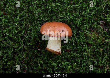 Jack scivoloso o Suillus luteus su fondo muschio verde. Funghi selvatici nella foresta. Foto Stock